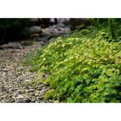 Stefanandra Krukodlad Liten*Omnia Garden