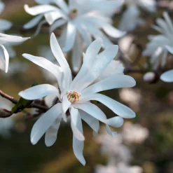 Stjärnmagnolia 80-100 cm*Omnia Garden Online