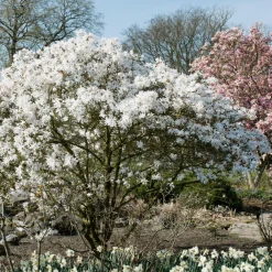 Stjärnmagnolia 80-100 cm*Omnia Garden Online