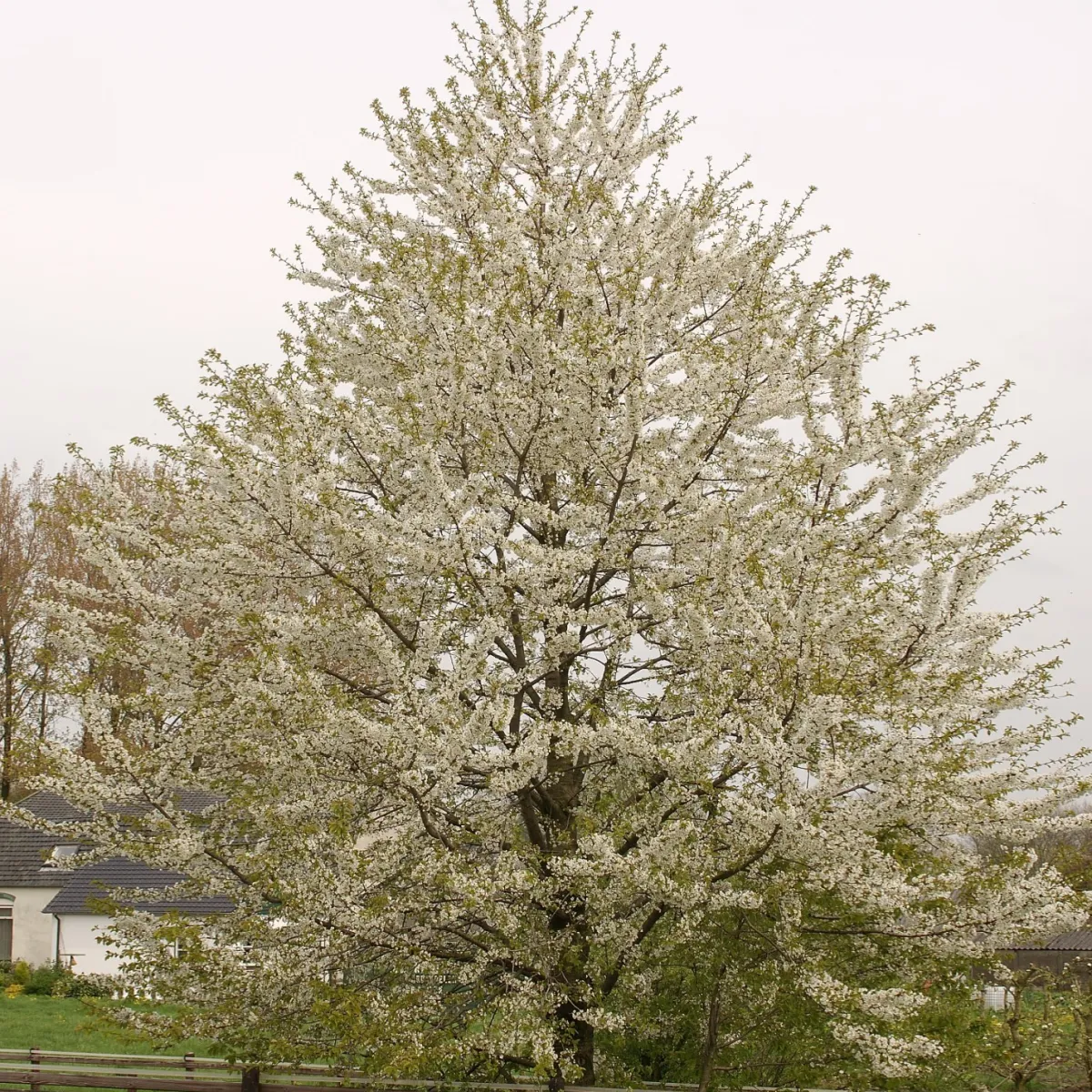 Sötkörsbär Fågelbär 300-400 cm*Omnia Garden New