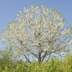 Sötkörsbär Fågelbär 300-400 cm*Omnia Garden New