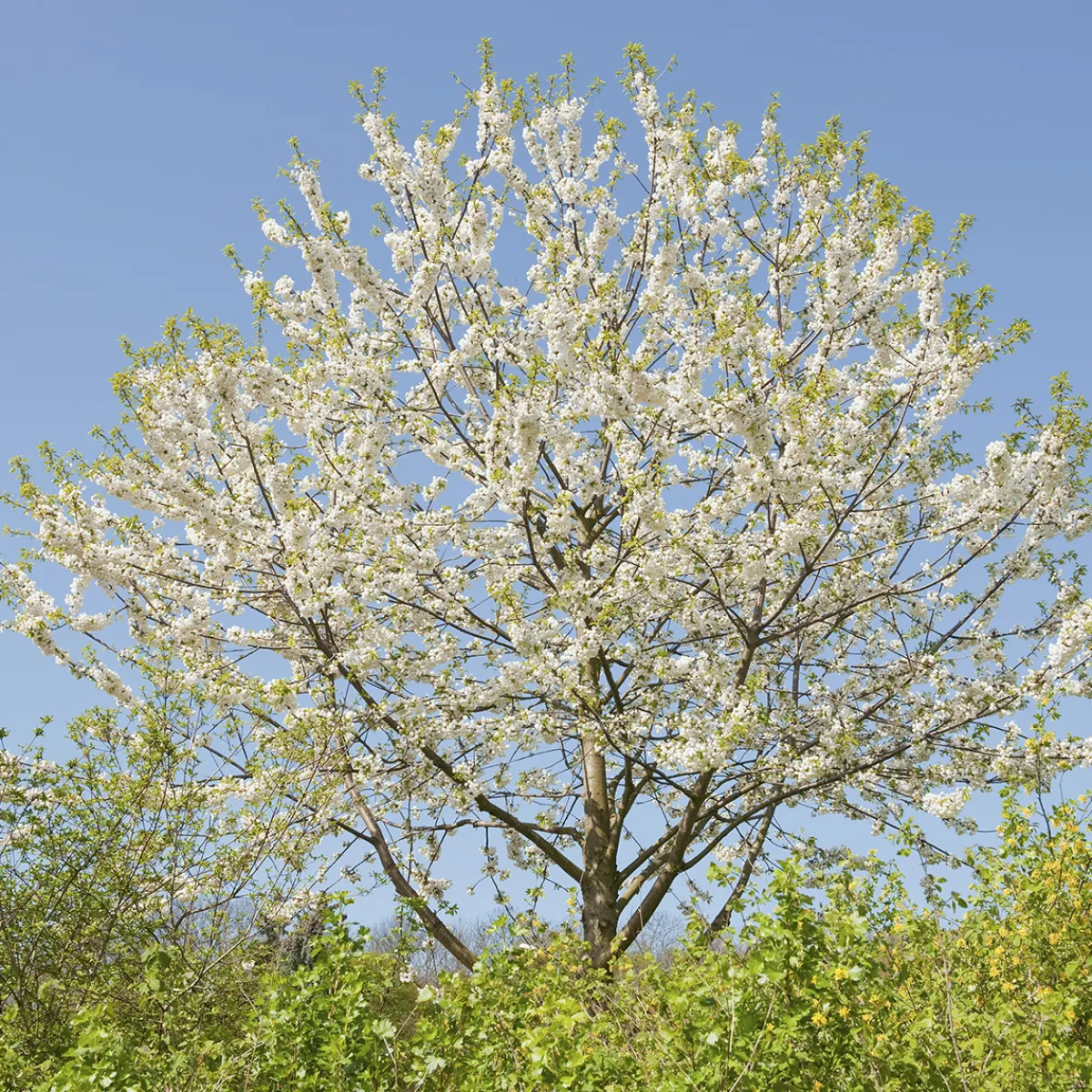 Sötkörsbär Fågelbär 300-400 cm*Omnia Garden New