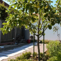 1-stolpe*Flexigarden Best