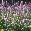 Stor Ormrot*Omnia Garden Hot
