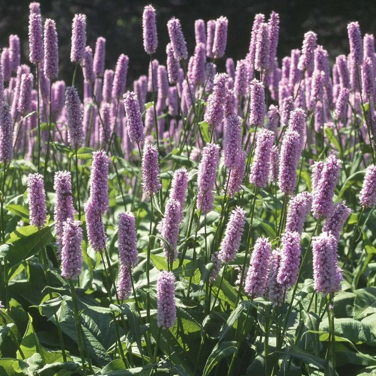 Stor Ormrot*Omnia Garden Hot