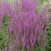 Stäppsalvia Amethyst*Omnia Garden Clearance