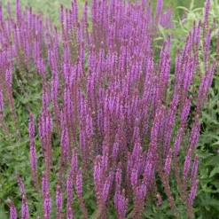 Stäppsalvia Amethyst*Omnia Garden Clearance