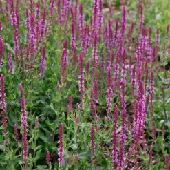 Stäppsalvia Amethyst*Omnia Garden Clearance