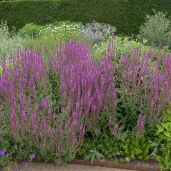 Stäppsalvia Amethyst*Omnia Garden Clearance