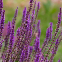 Stäppsalvia Amethyst*Omnia Garden Clearance