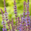 Stäppsalvia Blaukönigin*Omnia Garden Online