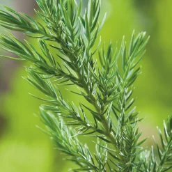 Stricta*Omnia Garden Discount