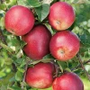 Summerred*Omnia Garden New