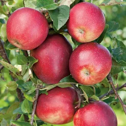 Summerred*Omnia Garden New