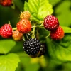 Svart*Omnia Garden Hot