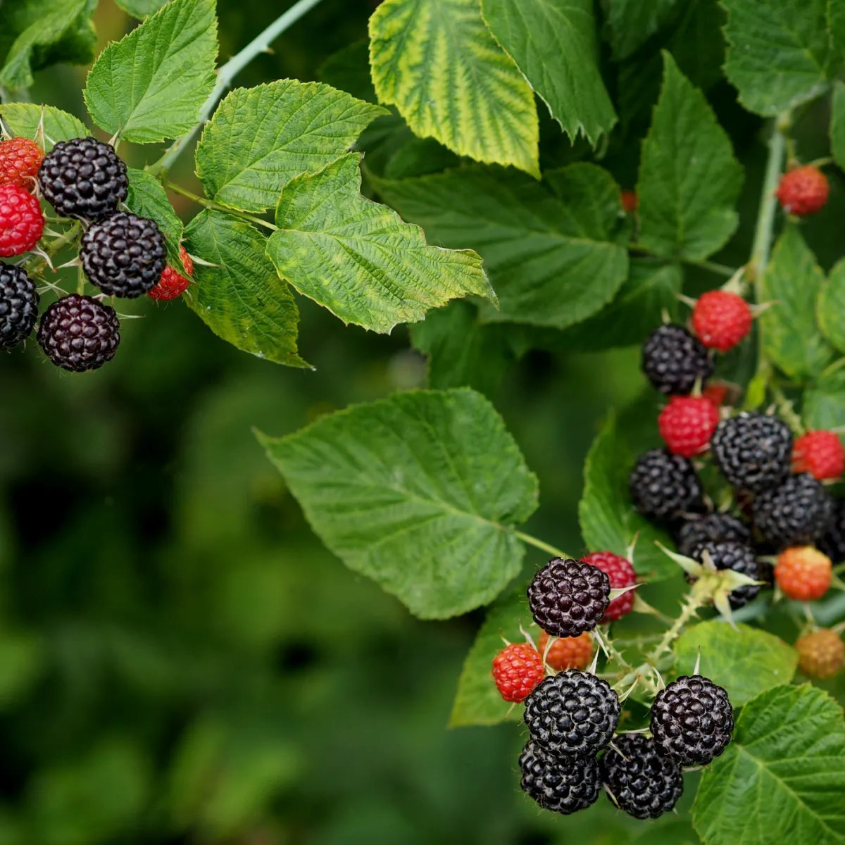Svart*Omnia Garden Hot