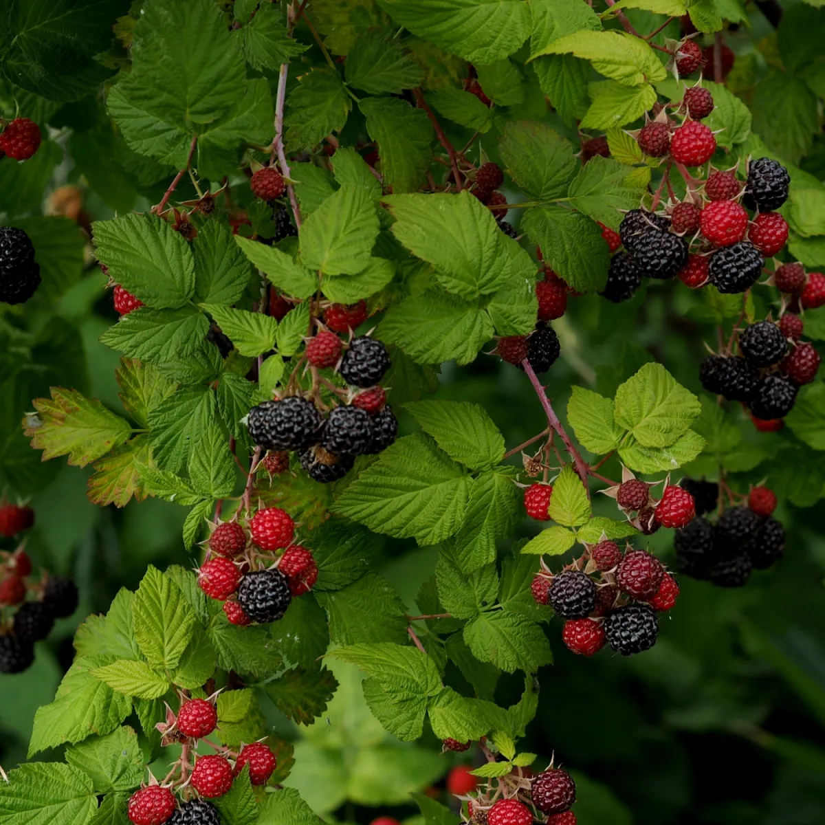 Svart*Omnia Garden Hot
