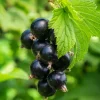 Svart Vinbär Ribes Nigrum Öjebyn E*Omnia Garden Sale