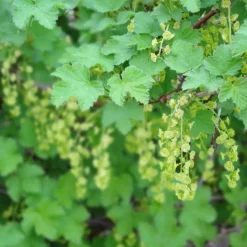 Svart Vinbär Ribes Nigrum Öjebyn E*Omnia Garden Sale