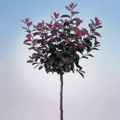 Svartplommon, Rött Lövverk & Vit Blomning, 80-90 cm*Omnia Garden Outlet