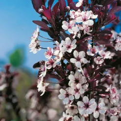 Svartplommon, Rött Lövverk & Vit Blomning, 80-90 cm*Omnia Garden Outlet