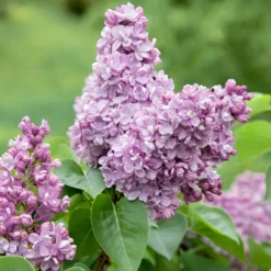Syrén 20-40cm Krukodlade*Omnia Garden Hot