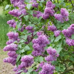 Syrén 20-40cm Krukodlade*Omnia Garden Hot
