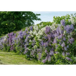 Syrén 20-40cm Krukodlade*Omnia Garden Hot