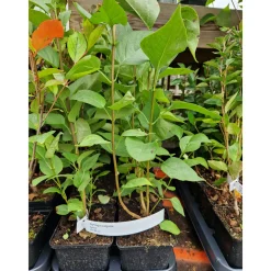 Syrén 20-40cm Krukodlade*Omnia Garden Hot