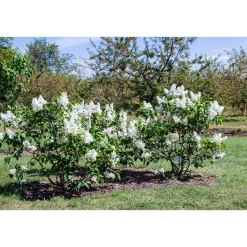 Syrén Vit 20-40 cm Krukodlade*Omnia Garden New