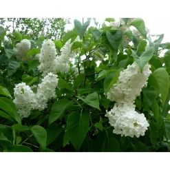 Syrén Vit 20-40 cm Krukodlade*Omnia Garden New