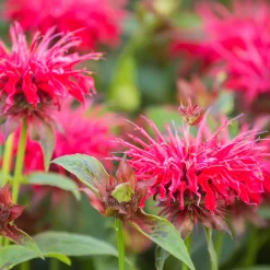 Temynta Bee-Happy*Omnia Garden Clearance