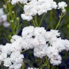 The Pearl*Omnia Garden Hot