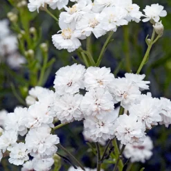 The Pearl*Omnia Garden Hot