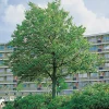 Tilia Cordata 150-200 cm