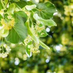 Tilia Cordata 150-200 cm