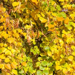 Tilia Cordata 150-200 cm