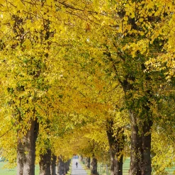 Tilia Cordata 150-200 cm