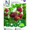 Tomat Baby Boomer F1 Busktomat*Nelson Garden Clearance