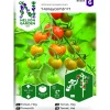 Tomat Hög Honeycomb F1*Nelson Garden Online