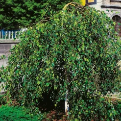 Tårbjörk 150-200 cm*Omnia Garden New