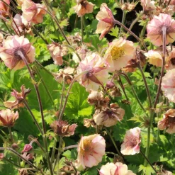 Trädgårdsnejlikrot Geum Pretticoats Peach*Omnia Garden