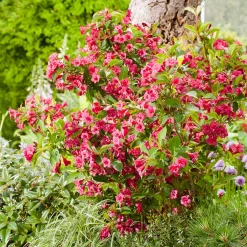 Trädgårdsprakttry*Omnia Garden Hot