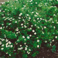 Trädgårdstok Abbotswood 30-50 cm*Omnia Garden Hot