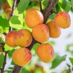 Tros Oranje*Omnia Garden
