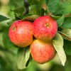TRULSA® E*Omnia Garden Sale