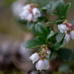 Vaccinium Vitis-Idaea Balsgård Sussi*Omnia Garden