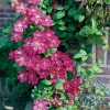 Ville de Lyon 40-60 cm*Omnia Garden New