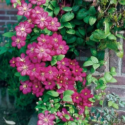 Ville de Lyon 40-60 cm*Omnia Garden New