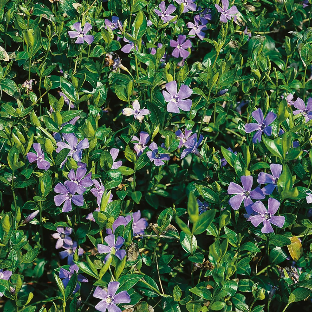 Vintergröna Bygghemma.se*Omnia Garden